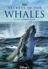 Тайны китов