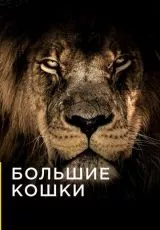 Большие кошки