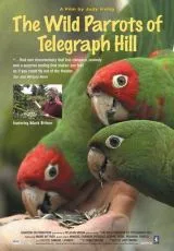 Дикие попугаи с Телеграф Хилл