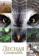 Лесная симфония