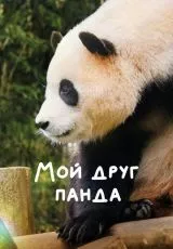 Мой друг панда