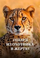 Гепард. Из охотника в жертву