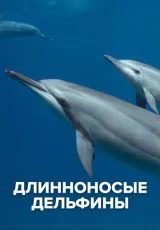 2016 Длинноносые дельфины