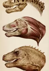 Неделя Динозавров. Анатомия динозавров