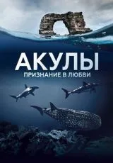 2022 Акулы. Признание в любви