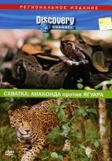 2004 Discovery. Схватка: Анаконда против ягуара