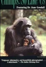 1990 Шимпанзе: Такие же как мы