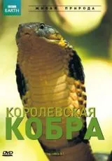 2005 BBC: Королевская кобра