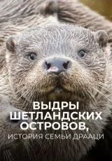 2019 Выдры Шетландских островов, история семьи Драаци