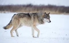 Волки - документальные